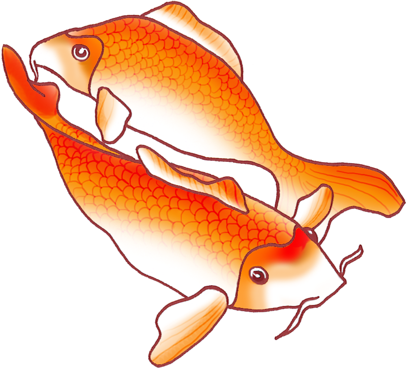 Koi Fish Png, Transparent - Transparent PNG Free Download