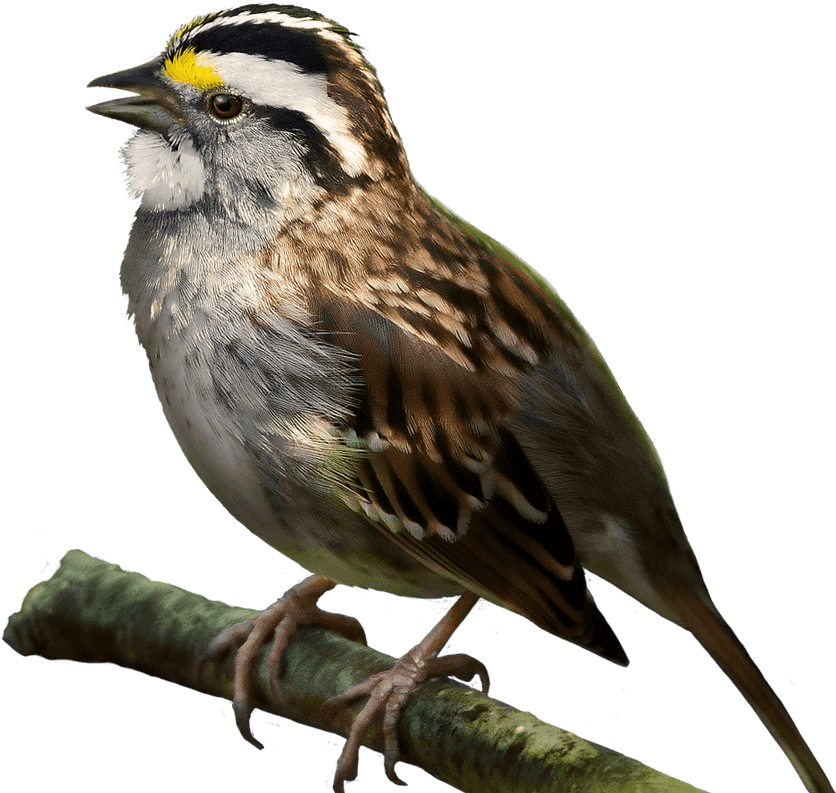 Transparent Sparrow Png - White Throated Sparrow Png, Png Download - Transparent PNG Free Download