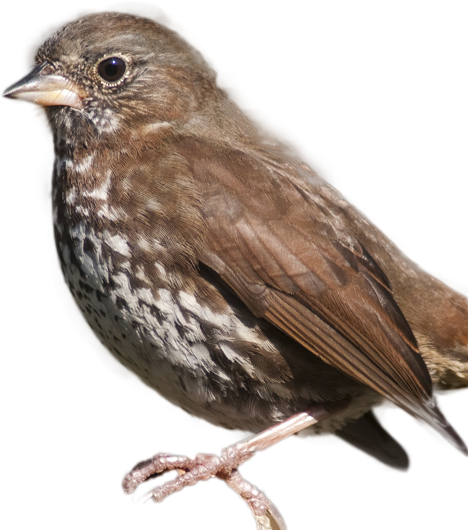 Fox Sparrow Song Sparrow, HD Png Download - Transparent PNG Free Download