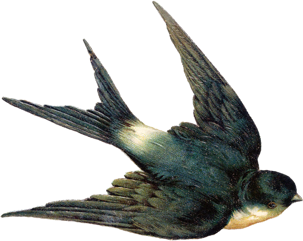 Swallow Bird Png, Transparent - Transparent PNG Free Download