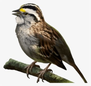 Transparent Sparrow Png - White Throated Sparrow Png, Png Download - Tattoo Transparent PNG Free Download