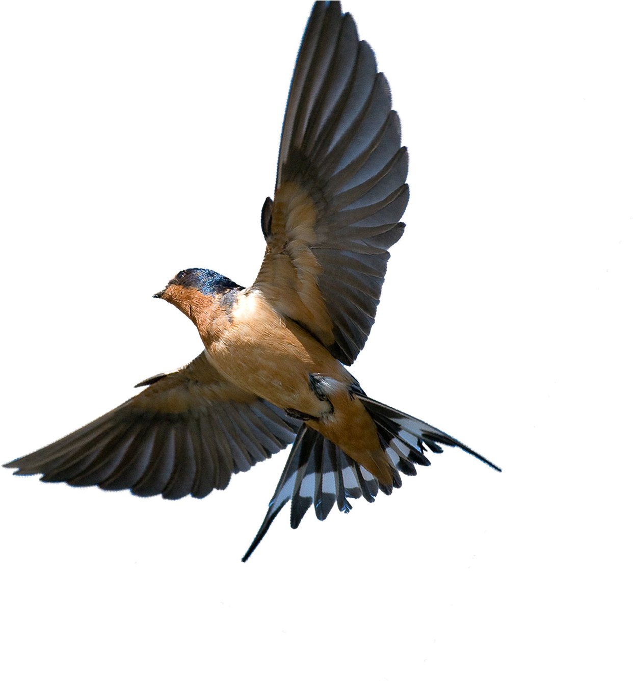 Barn Swallow Bird Png, Transparent - Transparent PNG Free Download