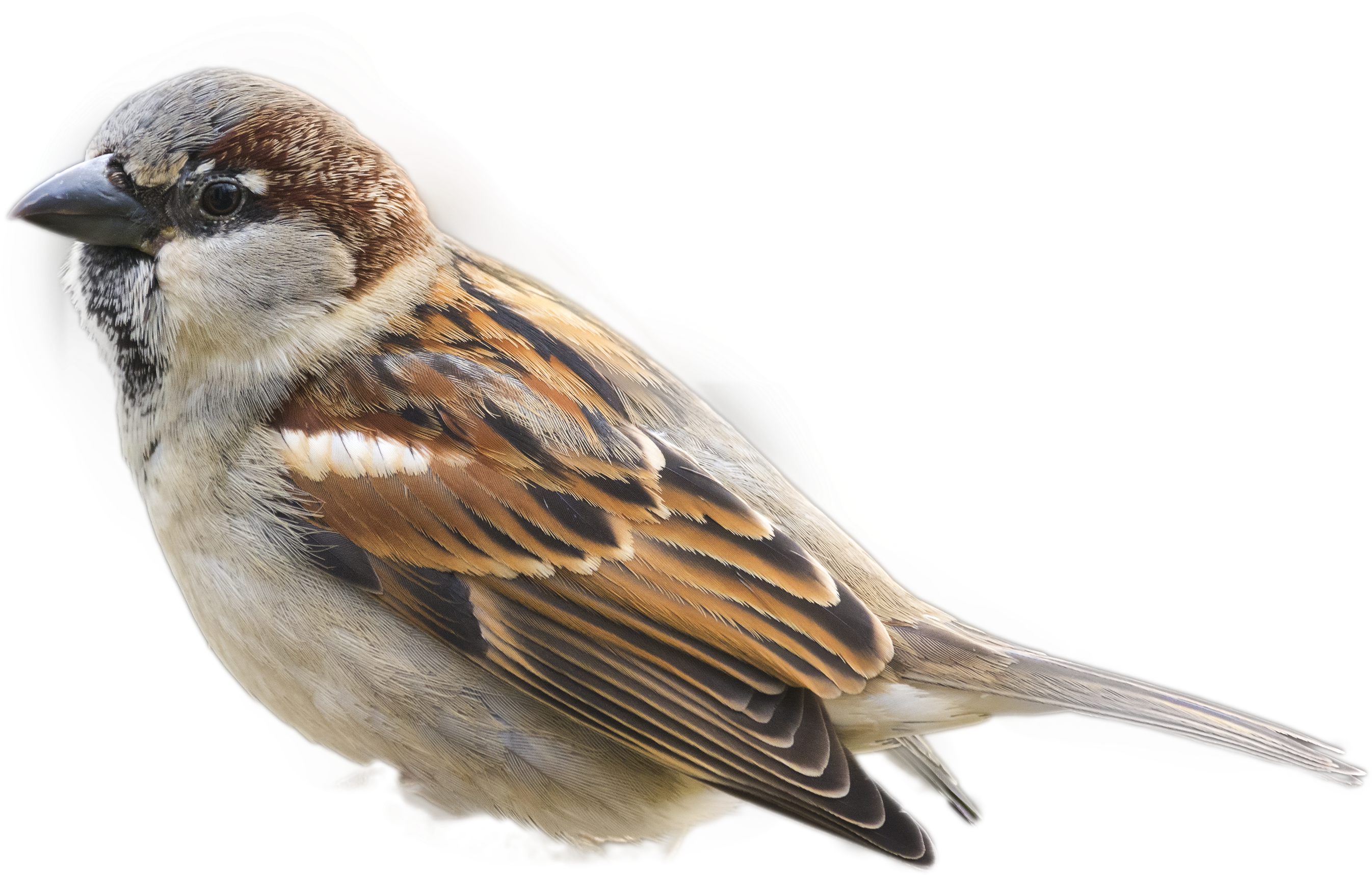 Sparrow Png Image - Pardal Passaro, Transparent - Transparent PNG Free Download