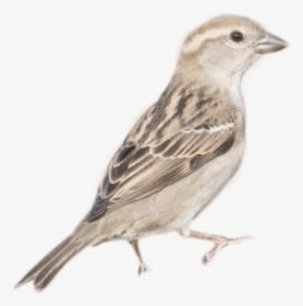 House Sparrow Female, HD Png Download - Tattoo Transparent PNG Free Download