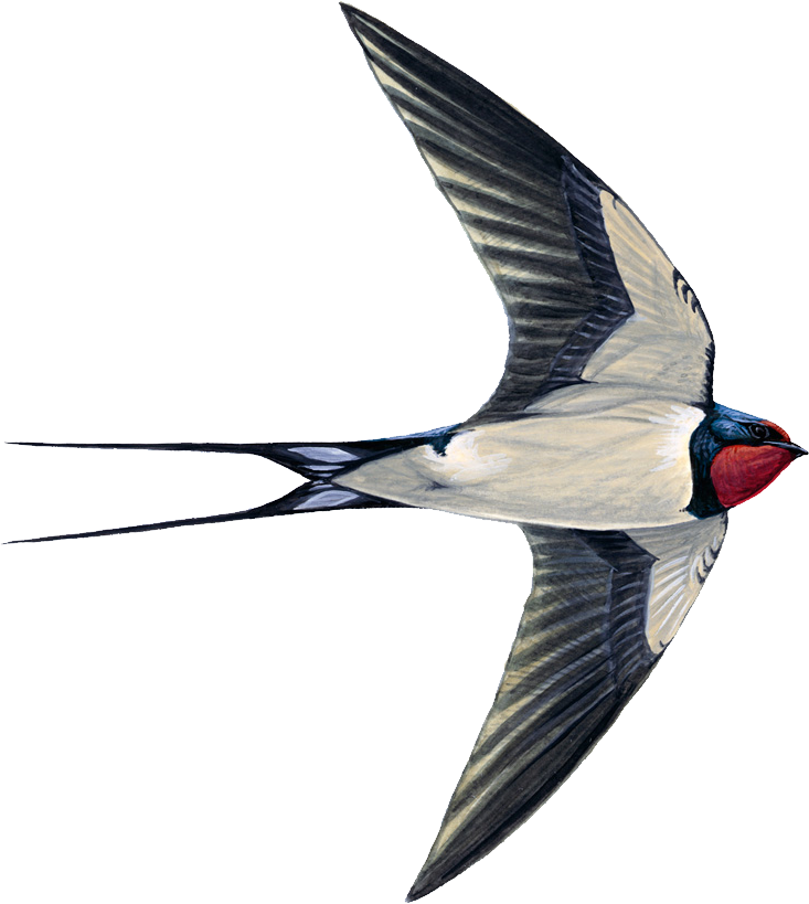 Barium Swallow Png - Swift Swallow Or House Martin, Transparent - Transparent PNG Free Download