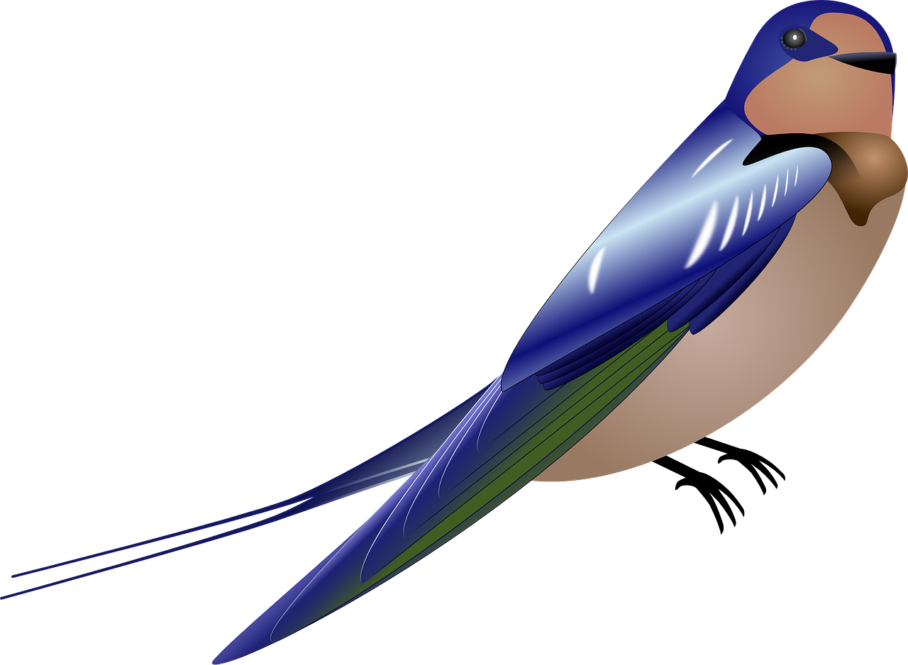 Flying Swallow Png - Gambar Burung Kartun Png, Transparent - Transparent PNG Free Download