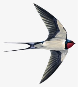Barium Swallow Png - Swift Swallow Or House Martin, Transparent - Transparent PNG Free Download
