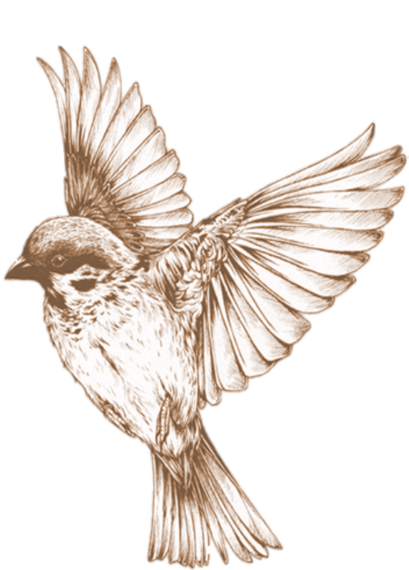 Hummingbird Clipart Sparrow - Bird Sketches Transparent, HD Png Download - Transparent PNG Free Download