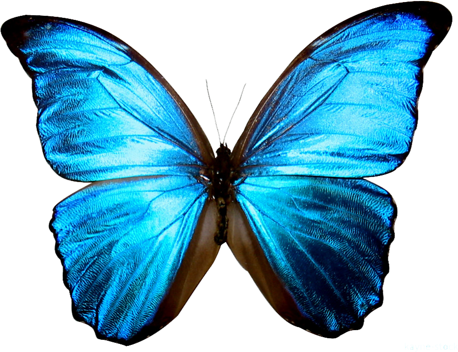 Clip Art Printable Google Search Butterflies - Transparent Background Blue Butterfly Png, Png Download - Transparent PNG Free Download