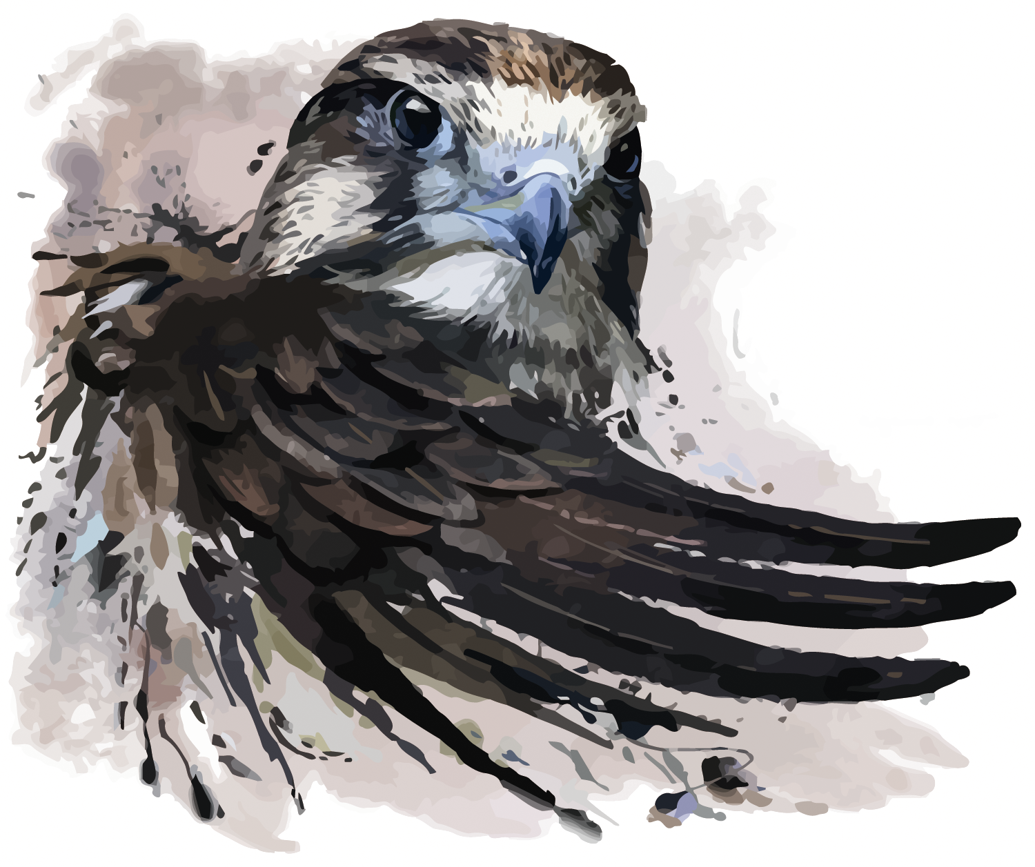 Watercolor Painting Falcon Illustration - Peregrine Falcon Tattoo Ideas, HD Png Download - Transparent PNG Free Download