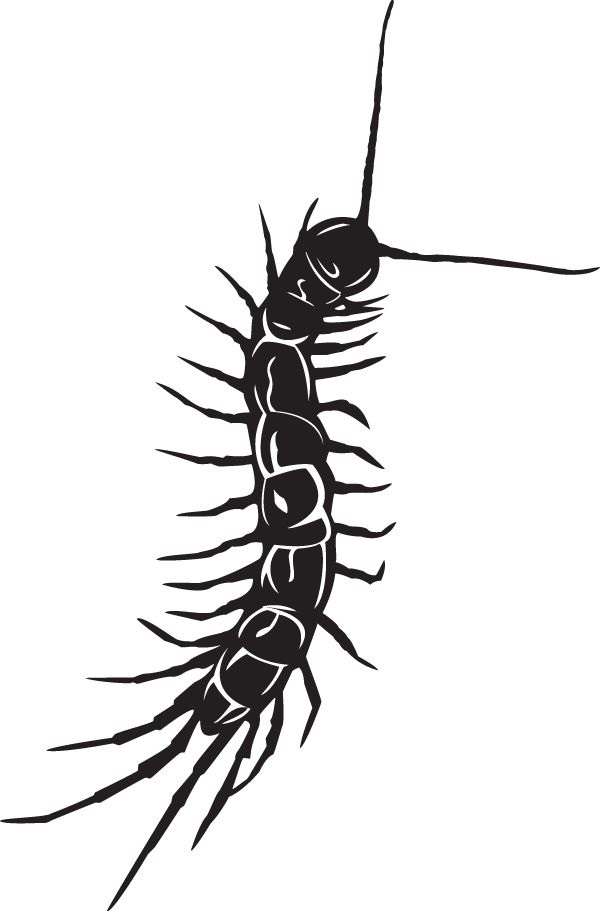 Centipede Black And White Tattoo , Png Download - Centipede Tattoo On Neck, Transparent - Transparent PNG Free Download