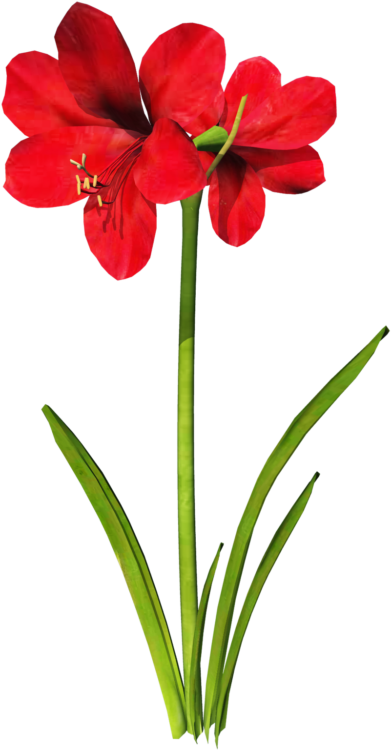 Carnation Flower Clipart At Getdrawings - Amaryllis Flower Tattoo, HD Png Download - Transparent PNG Free Download