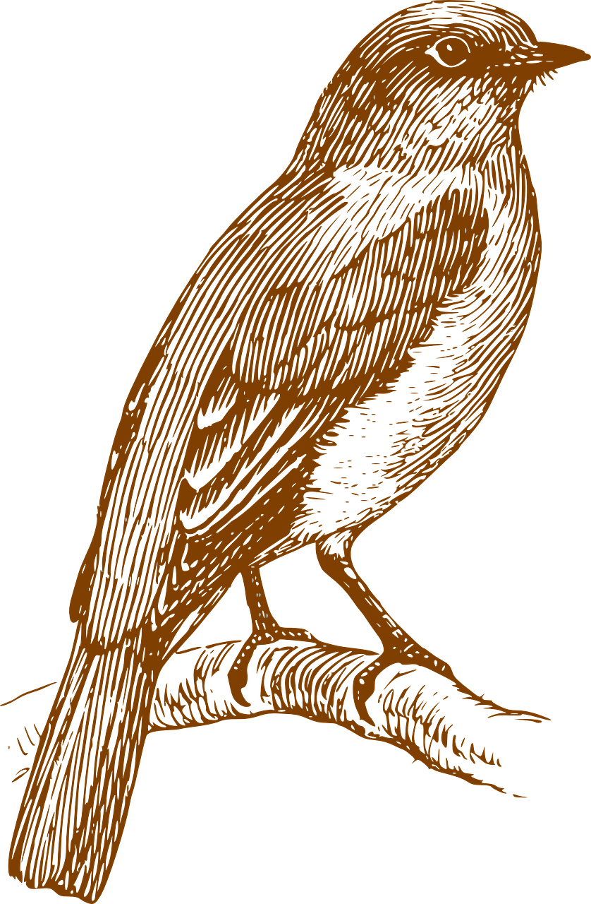 Black And White Bird Tattoo, HD Png Download - Transparent PNG Free Download