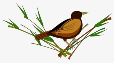 นกกระจอก การ์ตูน Png, Transparent - Tattoo Transparent PNG Free Download