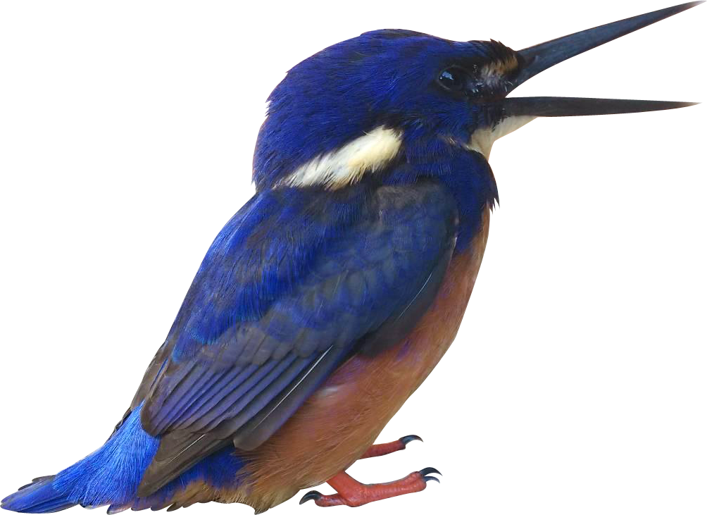 Songbird - Kingfisher Png, Transparent - Transparent PNG Free Download