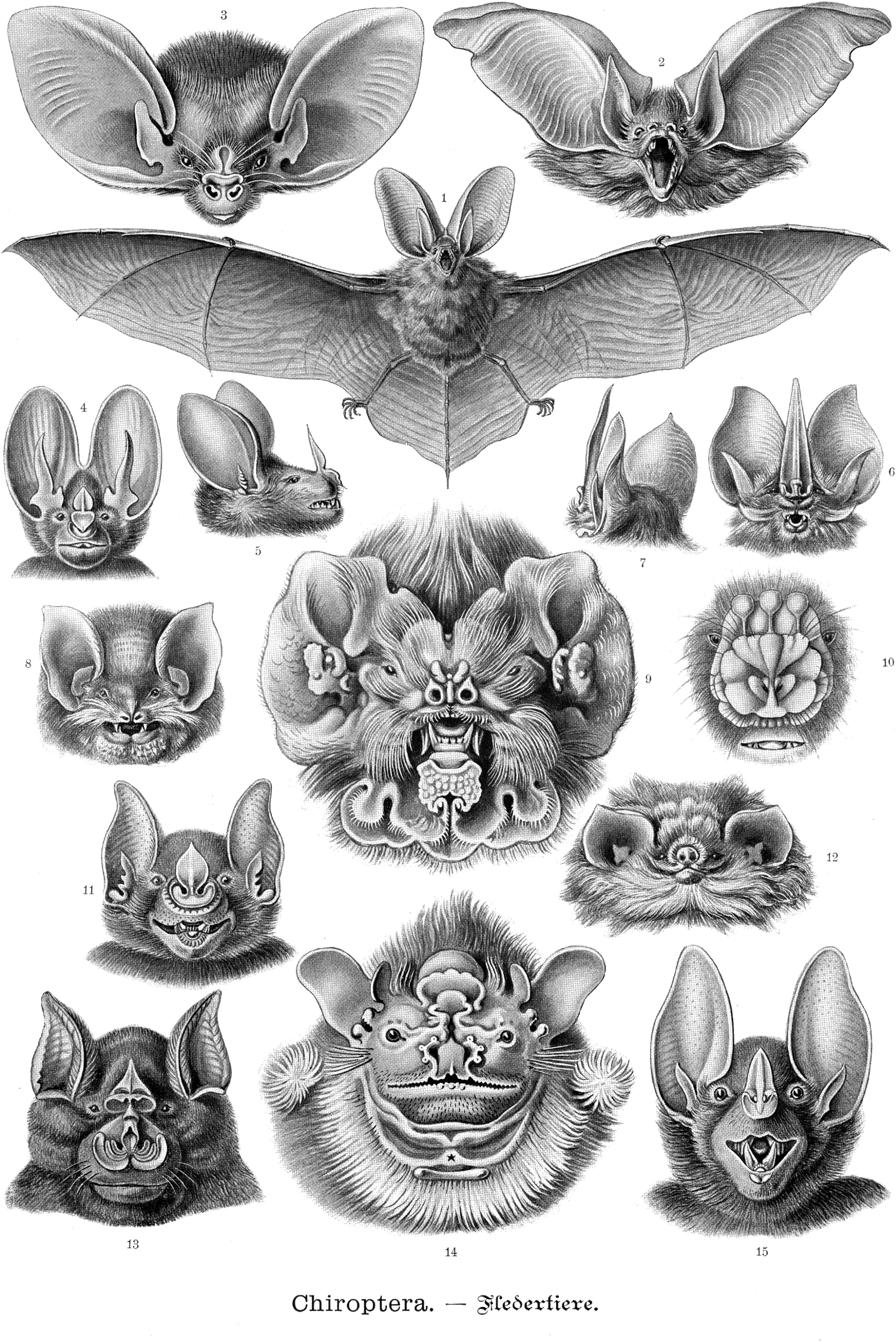 Traditional Bat Tattoo Design, HD Png Download - Transparent PNG Free Download