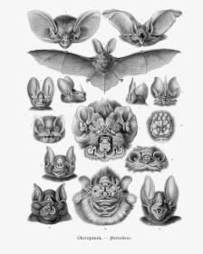 Traditional Bat Tattoo Design, HD Png Download - Transparent PNG Free Download