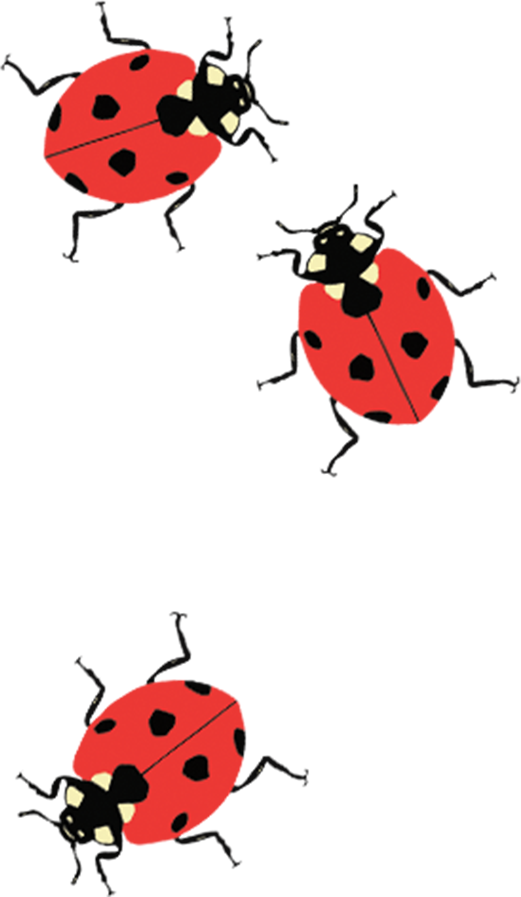 Tattoo Lady Bug Behind Ear, HD Png Download - Transparent PNG Free Download