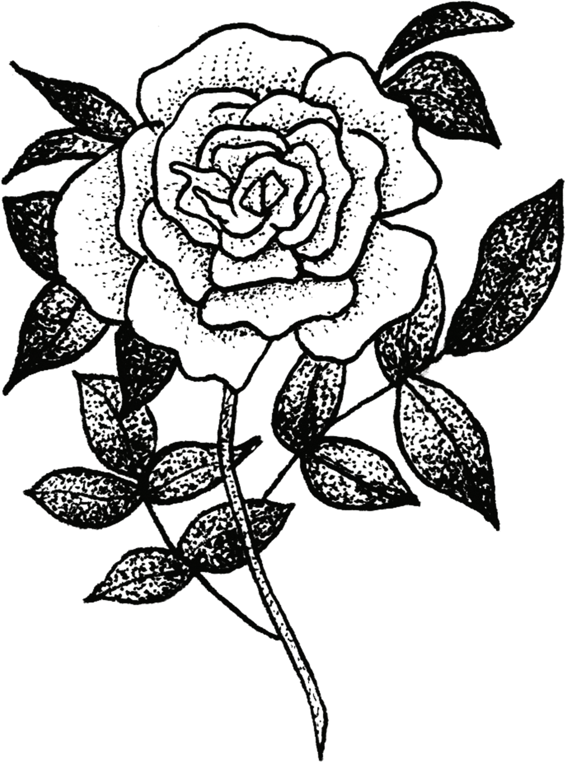 Sketch Of Flora And Fauna, HD Png Download - Transparent PNG Free Download