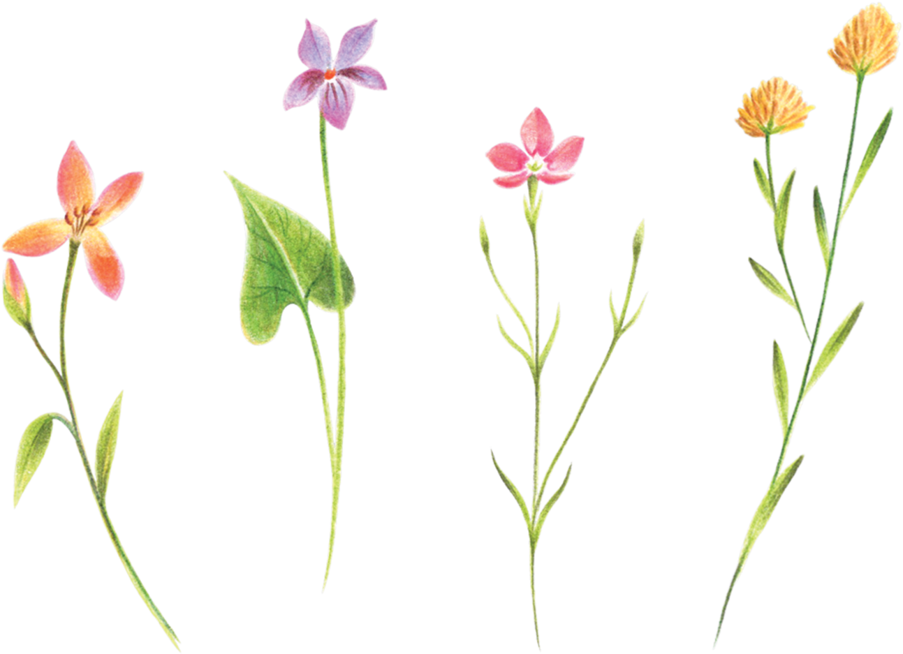 Petite Flower Tattoos, HD Png Download - Transparent PNG Free Download