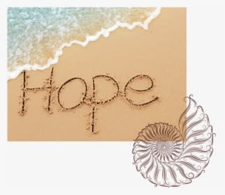 Sand Dollar Anchor Tattoo Anna Maria, HD Png Download - Transparent PNG Free Download