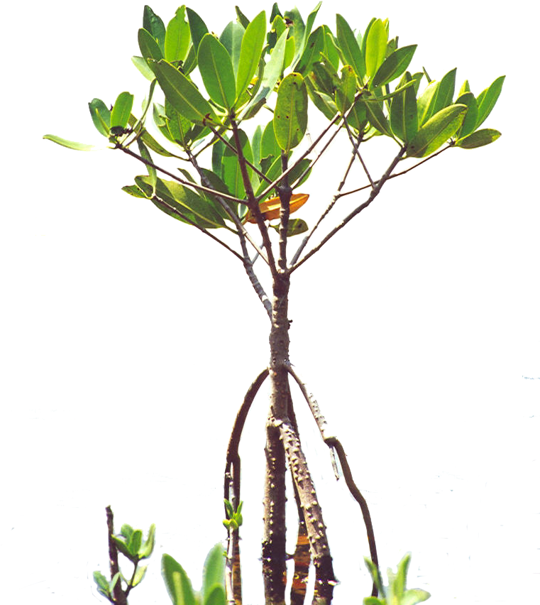 Mangroves - Florida - Poly - Mangrove Sapling , Png - Mangrove Tree Tattoo, Transparent - Transparent PNG Free Download