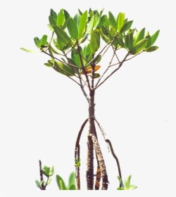 Mangroves - Florida - Poly - Mangrove Sapling , Png - Mangrove Tree Tattoo, Transparent - Transparent PNG Free Download