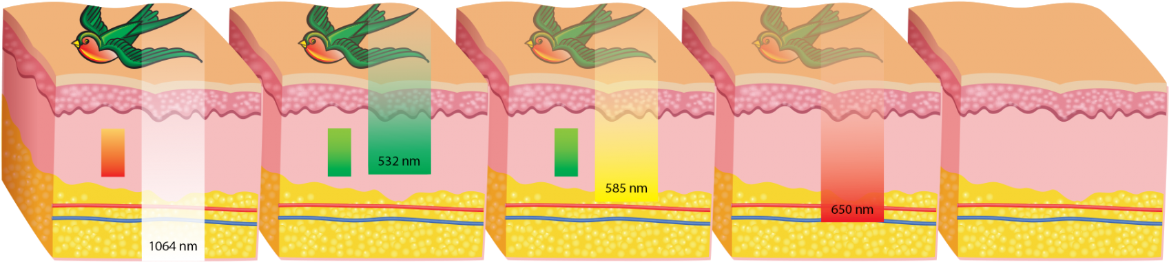 Crocodile, HD Png Download - Transparent PNG Free Download