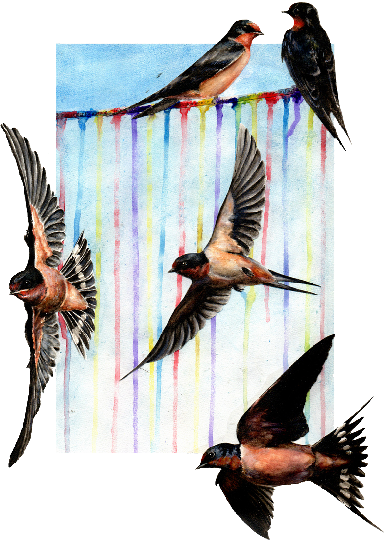 European Swallow, HD Png Download - Transparent PNG Free Download