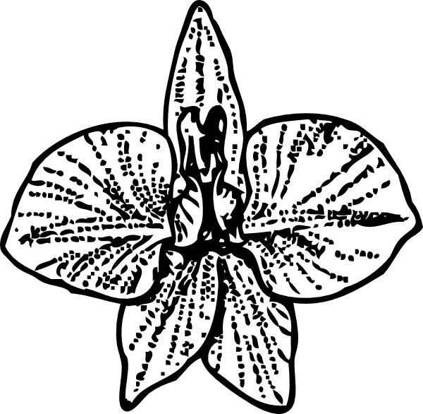 Transparent Spaghetti Clipart Black And White - Larkspur Flower Tattoo, HD Png Download - Transparent PNG Free Download