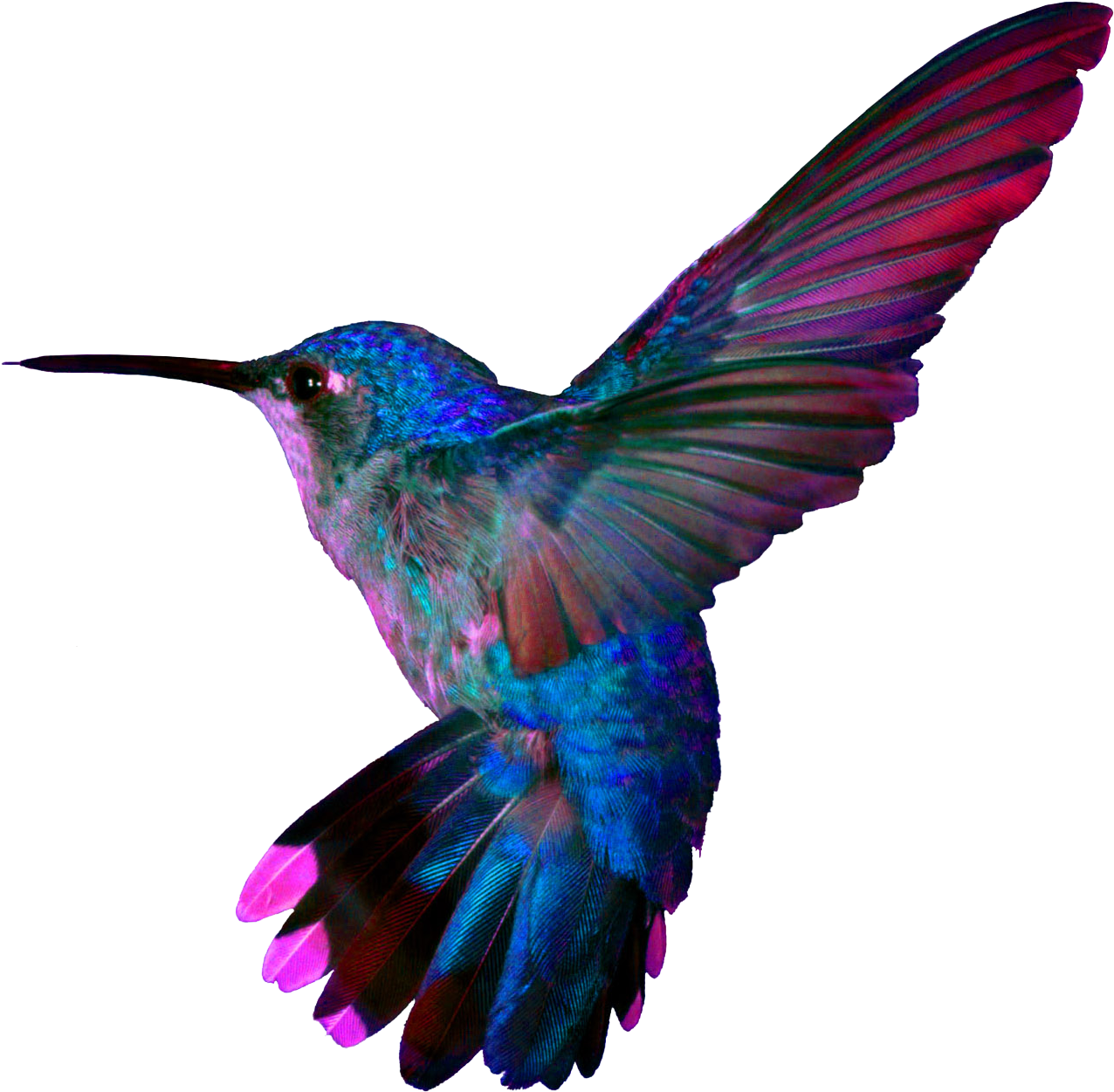 Colorful Hummingbird Tattoo, HD Png Download - Transparent PNG Free Download