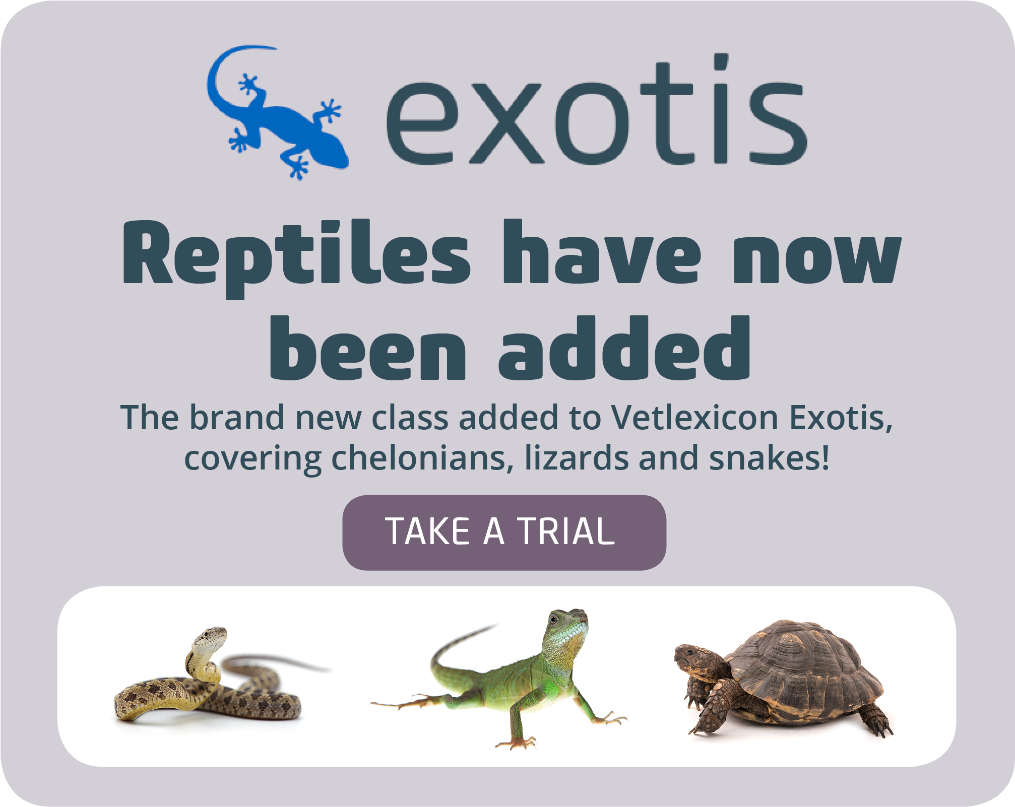 Exotis Issn 2398-2985 - Gecko Tattoo, HD Png Download - Transparent PNG Free Download