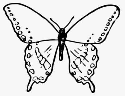 Simple Butterfly Clip Arts, HD Png Download - Transparent PNG Free Download