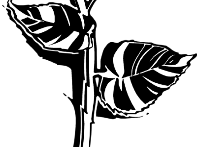 White Rose Clipart Png Format - Black Rose Tattoo, Transparent - Transparent PNG Free Download