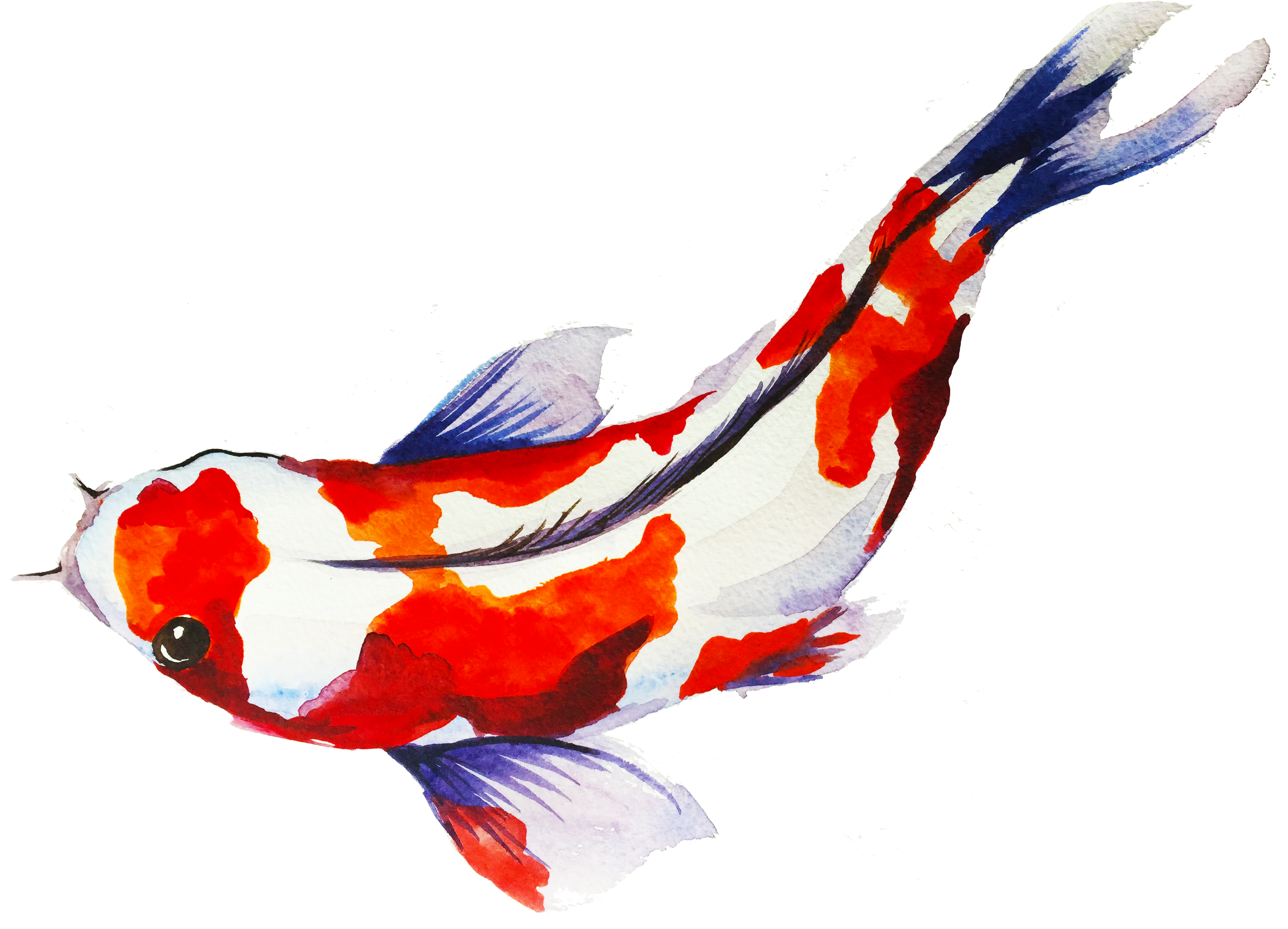 Beautiful Koi Fish Art Transparents, HD Png Download - Transparent PNG Free Download