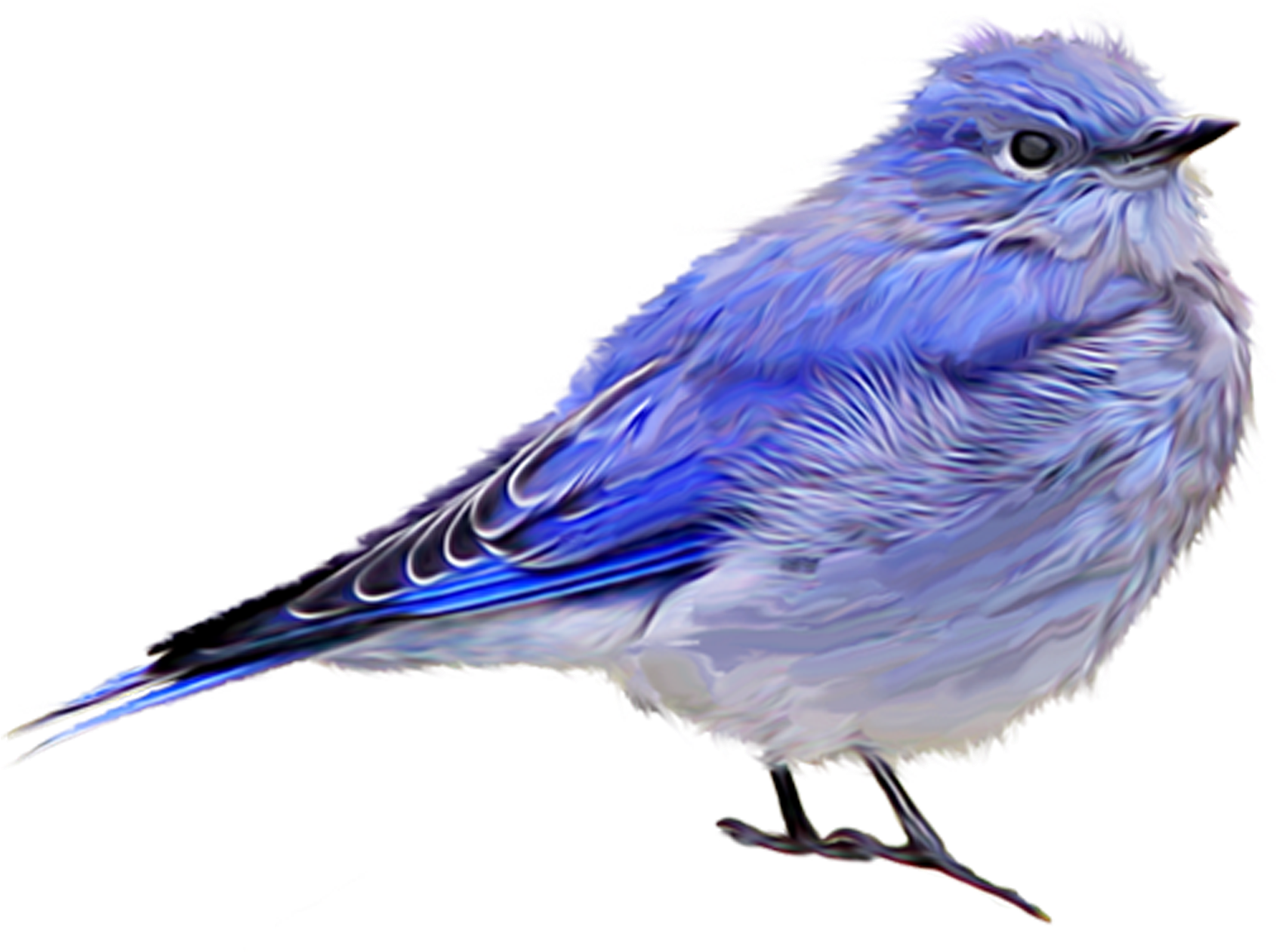 Bluejay Drawing Vertebrate Transparent Png Clipart - Tubes Textes Png Page 12 Heidi Nala Png, Png Download - Transparent PNG Free Download