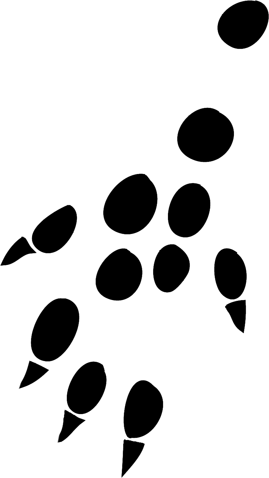 Transparent Tiger Paw Print Png - Paw, Png Download - Transparent PNG Free Download