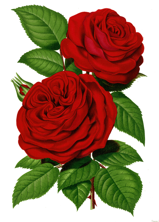 Clip Art Papirolas Coloridas Flores Pinterest - Good Morning Share Chat, HD Png Download - Transparent PNG Free Download