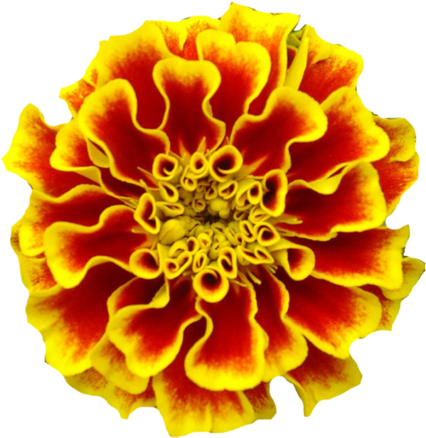 Mexican Marigold Marigolds Tattoo Birth Flower - Marigold Transparent Dia De Los Muertos, HD Png Download - Transparent PNG Free Download