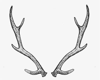 Antlers By Tea Leigh - Transparent Background Antlers Png, Png Download - Transparent PNG Free Download