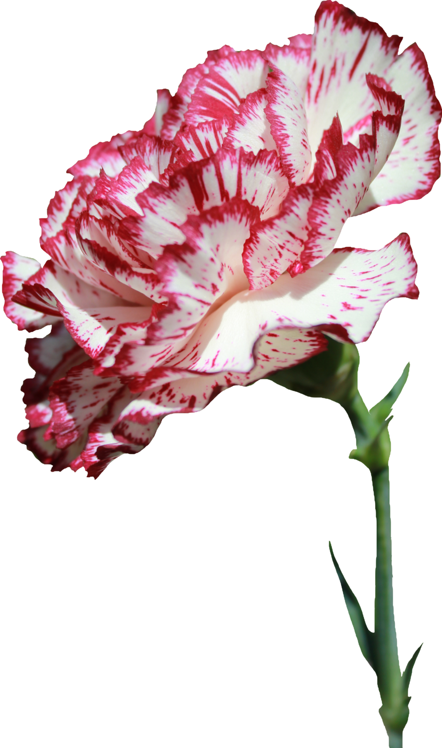 Clip Art Carnation Flower Tattoo - Carnation Flower Png Transparent, Png Download - Transparent PNG Free Download