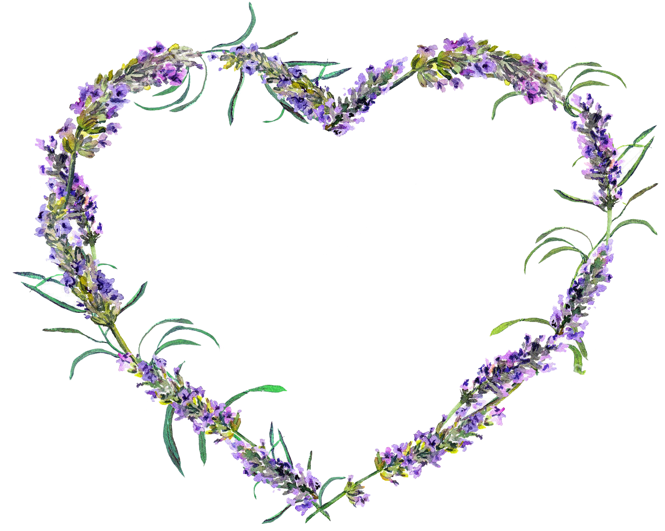 Transparent Lavender Wreath Clipart - Lavender Flower In Heart Shape, HD Png Download - Transparent PNG Free Download