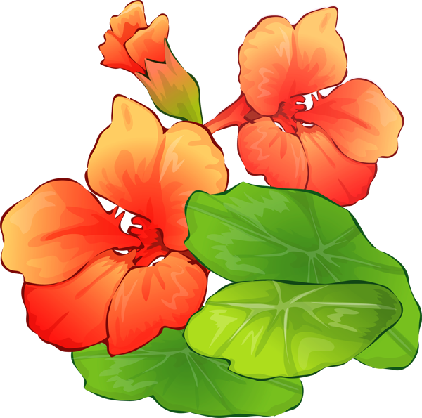 Summer Clip Art - Free Summer Flowers Clipart - Free Transparent PNG Clipart Images Download. - Transparent PNG Free Download