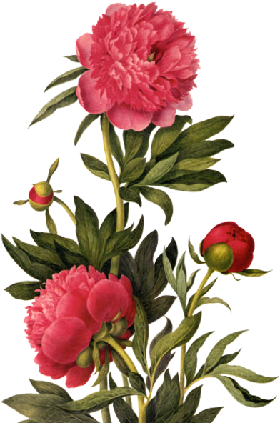 Publicat De Eu Ciresica La - Earrings "small Summer Flowers" Cabochons Red - Free Transparent PNG Clipart Images Download. - Transparent PNG Free Download