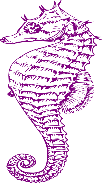 Purple Seahorse Clip Art - Seahorse ~ The Summer Series Canvas Print - Small - Free Transparent PNG Clipart Images Download. - Transparent PNG Free Download