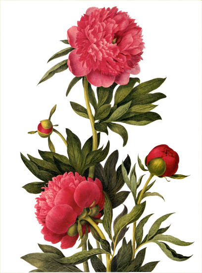 Pivoine / Dahlia / Etc - Earrings "small Summer Flowers" Cabochons Red - Free Transparent PNG Clipart Images Download. - Transparent PNG Free Download