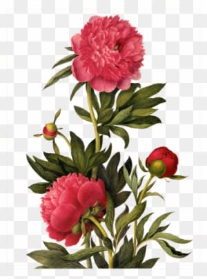 Pivoine / Dahlia / Etc - Earrings "small Summer Flowers" Cabochons Red - Free Transparent PNG Clipart Images Download. - Summer Transparent PNG Free Download