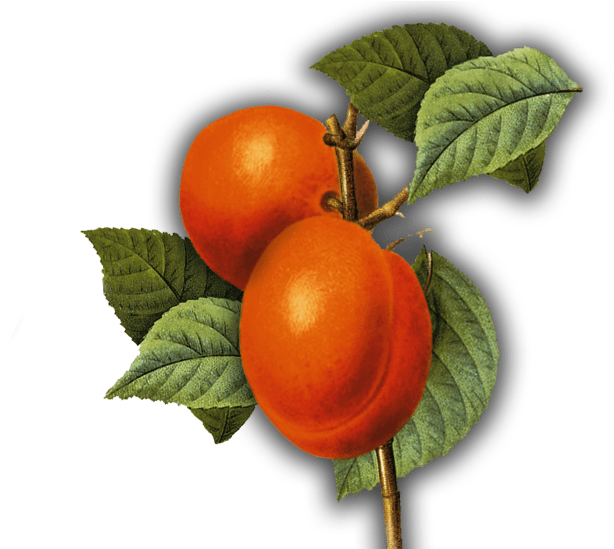 Genuss-tipp - Art Print: Ophelia & Co.'s Summer Fruit 3, 33x33cm. - Free Transparent PNG Clipart Images Download. - Transparent PNG Free Download