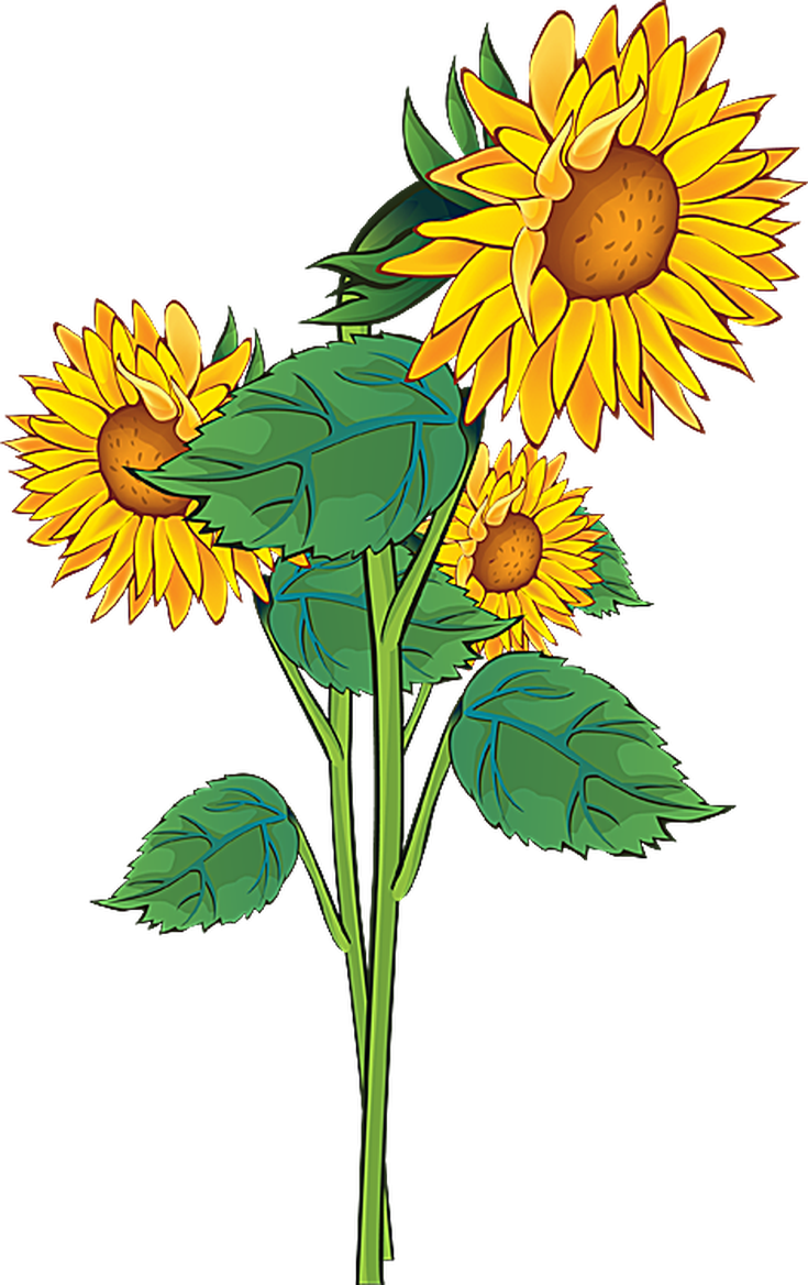Grab This Free Summer Flower Clip Art - Sunflower Clipart - Free Transparent PNG Clipart Images Download. - Transparent PNG Free Download