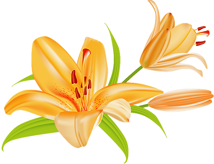 Grab This Free Summer Flower Clip Art - Lily Clip Art - Free Transparent PNG Clipart Images Download. - Transparent PNG Free Download